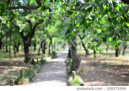 Japanese gardens are traditional gardens whose designs are accompanied by Japanese aesthetics and philosophical ideas, avoid artificial ornamentation, and highlight the natural landscape.  109371004