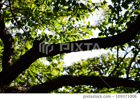Japanese gardens are traditional gardens whose designs are accompanied by Japanese aesthetics and philosophical ideas, avoid artificial ornamentation, and highlight the natural landscape. Japanese gardens are traditional gardens whose designs are accompanied by Japanese aesthetics and philosophical ideas, avoid artificial ornamentation, and highlight the natural landscape. 109371006