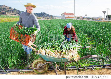 Farm couple harvesting green onions on vegetable plantation 109371362