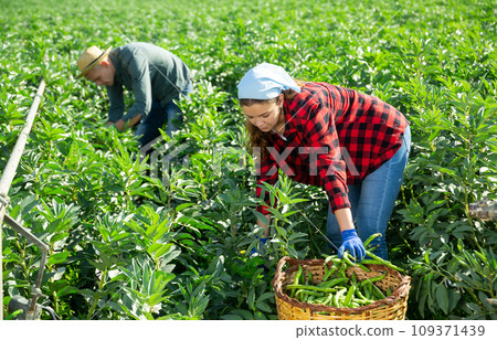 Couple of male and female workers harvest crop of soybean Couple of male and female workers harvest crop of soybean 109371439