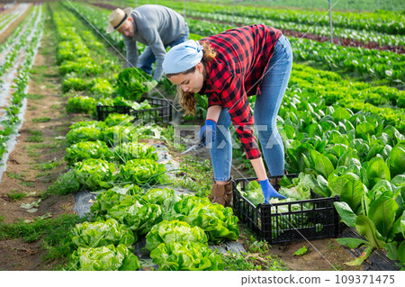 Gardeners husband and wife picking harvest of green lettuce 109371475