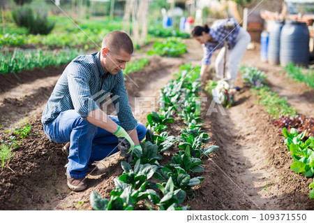 Focused man harvesting spinach grown on vegetable garden 109371550