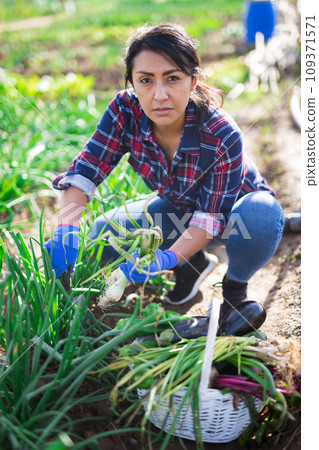 Latin american woman gathering crop of scallions in her smallholding 109371571