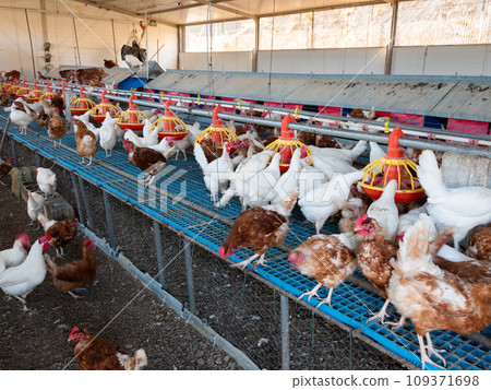 Chicken coop farm. Indoors chicken farm, chicken feeding Chicken coop farm. Indoors chicken farm, chicken feeding 109371698