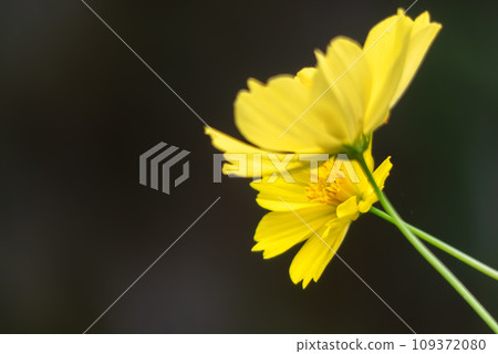 Yellow cosmos growing in clusters in the park 109372080