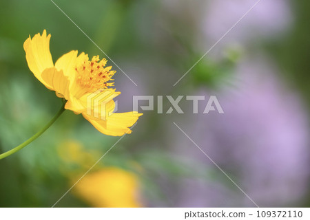 公園裡成群生長的黃色波斯菊 109372110