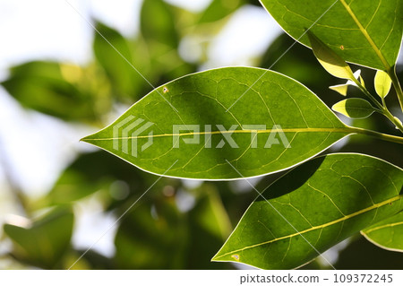Toe mimicipa leaves Toe mimicipa leaves 109372245
