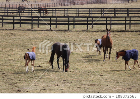 A peaceful farm scene where a thoroughbred parent and child snuggle together A peaceful farm scene where a thoroughbred parent and child snuggle together 109372563