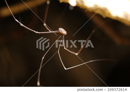 The long-legged moegiza beetle hides in the shadow of a dead tree and has an outstanding style. 109372614