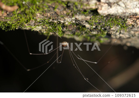 The long-legged moegiza beetle hides in the shadow of a dead tree and has an outstanding style. 109372615