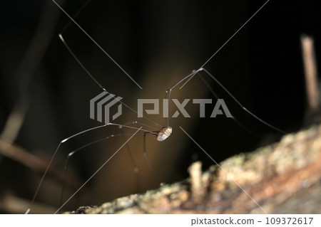 A long-legged beetle with long legs that elegantly walks on a dead tree (natural light & strobe macro close-up) 109372617