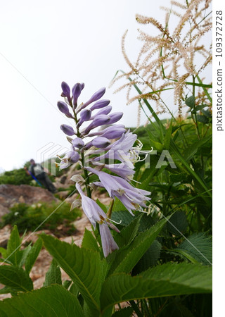 Mount Tanigawa is One of Japanese famous 100 mountains. Mount Tanigawa, Tanigawadake is a craggy, rugged mountain found on the border of Gunma and Niigata prefectures in northern Minakami. 109372728