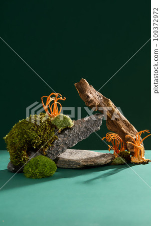 Green moss and cordyceps are placed on rocks. Dark green background for advertising. Empty space for product display with front view. Copy space. Green moss and cordyceps are placed on rocks. Dark green background for advertising. Empty space for product display with front view. Copy space. 109372972