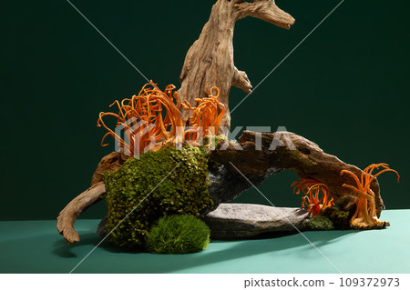Cordyceps has the ability to increase the efficiency of oxygen use in the body along with its sweet taste and warm properties. Scene for advertising medicine with main ingredient from cordyceps. Cordyceps has the ability to increase the efficiency of oxygen use in the body along with its sweet taste and warm properties. Scene for advertising medicine with main ingredient from cordyceps. 109372973