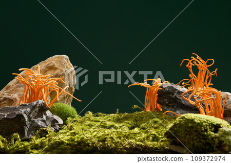 Fresh cordyceps and green moss growing on rocks on a deep green background. Space for advertising natural products with ingredients from precious medicinal herbs that are good for health. Fresh cordyceps and green moss growing on rocks on a deep green background. Space for advertising natural products with ingredients from precious medicinal herbs that are good for health. 109372974