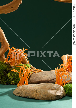 Cordyceps with green moss on the rocks. Deep green background. Minimalist space for displaying health care products with natural ingredients. Medical theme. Cordyceps with green moss on the rocks. Deep green background. Minimalist space for displaying health care products with natural ingredients. Medical theme. 109372982