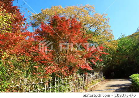 Tamba Traditional Crafts Park "Suenosato" autumn leaves scenery 109373470