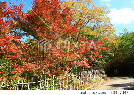 丹波傳統工藝公園「末野裡」紅葉風景 109373473