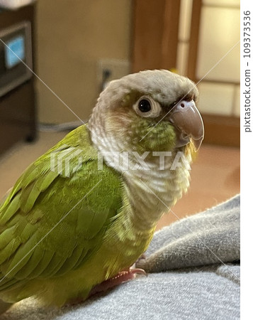 Mugwort the scaled coin 109373536