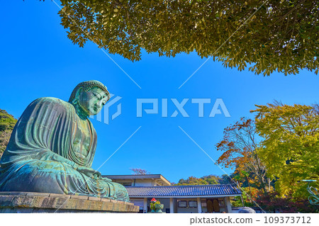 Kamakura Great Buddha in Kamakura City, Kanagawa Prefecture in autumn 109373712