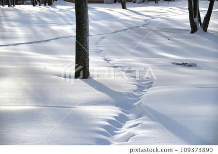 Deep layer of snow and tracks imprinted on the snow 109373890
