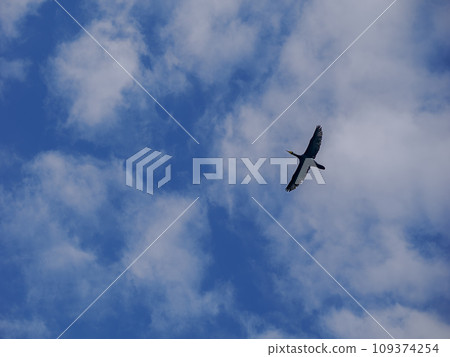 鸕鶿在天上飛 109374254