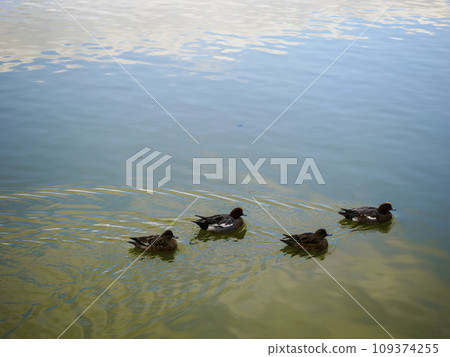 四隻鴨子一起游泳 109374255