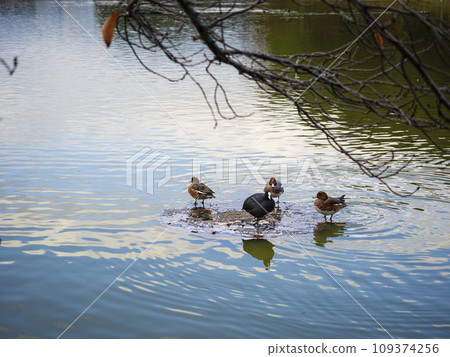 鴨子和白骨雞在水邊放鬆 109374256