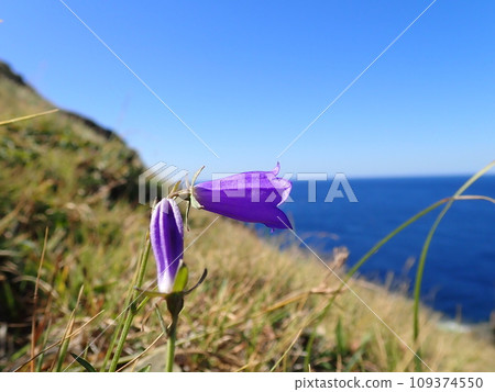 Shimashajin at Osezaki Lighthouse 109374550