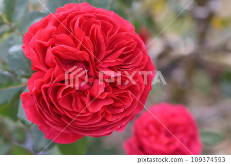 Rose (Leonardo da Vinci) 109374593