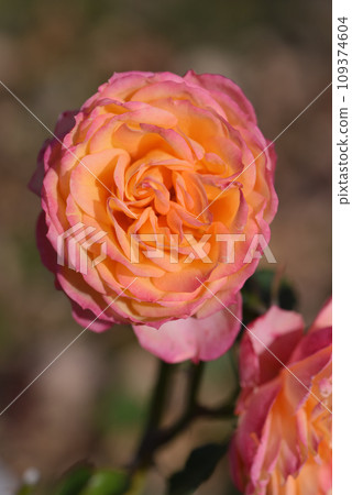 Rose (Baby Romantica) Rose (Baby Romantica) 109374604