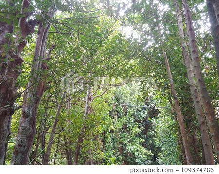 Bise Fukugi tree line 5 Okinawa Bise Fukugi tree line 5 Okinawa 109374786