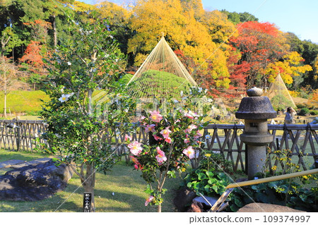 秋季 肥後細川庭園（肥後細川庭園） 茶梅花盛開 109374997