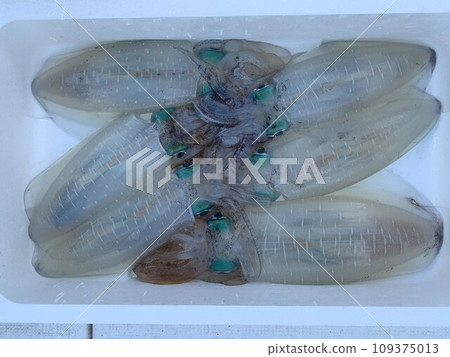釣聖地五島捕獲的大鰭魷魚 109375013