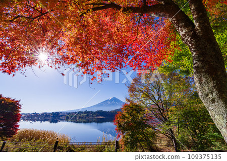 Fuji and autumn leaves 109375135
