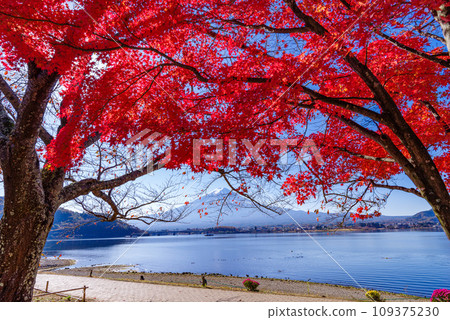 Fuji and autumn leaves Fuji and autumn leaves 109375230