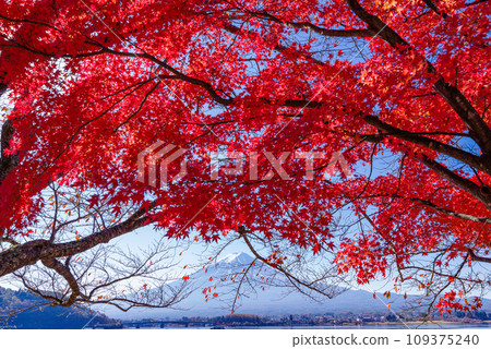 Fuji and autumn leaves 109375240