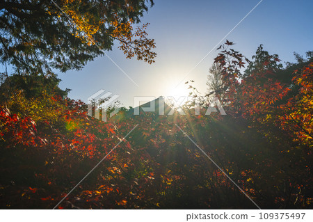 東山，京都的秋天，東福寺，從岡橋看到的秋葉 109375497