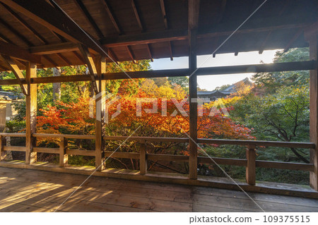 東山，京都的秋天，東福寺，從岡橋看到的秋葉 109375515