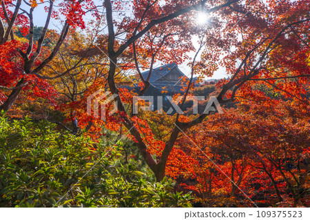 東山,京都的秋天,東福寺,仙玉館秋葉 東山,京都的秋天,東福寺,仙玉館秋葉 109375523
