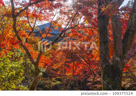 東山,京都的秋天,東福寺,仙玉館秋葉 東山,京都的秋天,東福寺,仙玉館秋葉 109375524