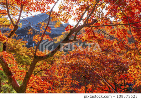 Higashiyama, Kyoto in autumn, Tofukuji Temple, Sengyokukan autumn leaves Higashiyama, Kyoto in autumn, Tofukuji Temple, Sengyokukan autumn leaves 109375525