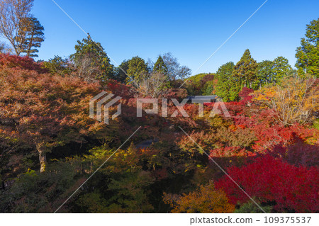 秋天從京都東山通天橋看到的仙玉館秋葉 秋天從京都東山通天橋看到的仙玉館秋葉 109375537