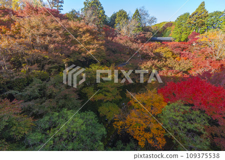 秋天從京都東山通天橋看到的仙玉館秋葉 秋天從京都東山通天橋看到的仙玉館秋葉 109375538