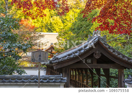 東山,京都的秋天,東福寺,秋葉和江月橋 東山,京都的秋天,東福寺,秋葉和江月橋 109375558