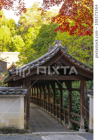 東山，京都的秋天，東福寺，秋葉和江月橋 109375564