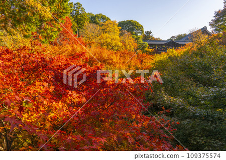 Higashiyama, Kyoto in autumn, Tofukuji Temple, autumn leaves seen from Gaun Bridge Higashiyama, Kyoto in autumn, Tofukuji Temple, autumn leaves seen from Gaun Bridge 109375574