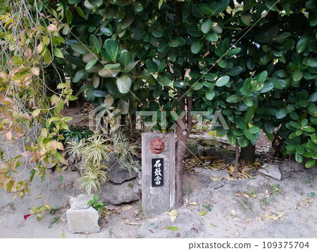 Bise Fukugi tree line 12 Okinawa Bise Fukugi tree line 12 Okinawa 109375704