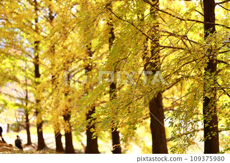 Hariki淨水廠的秋葉 109375980