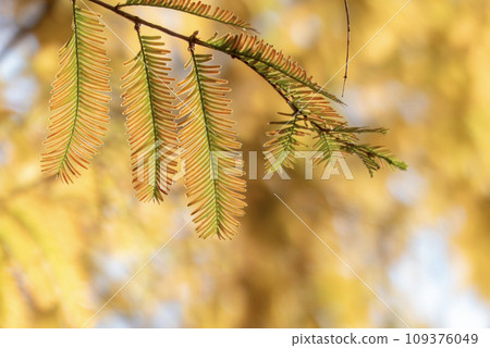 The leaves of Metasequoia in autumn are bright red. The leaves of Metasequoia in autumn are bright red. 109376049
